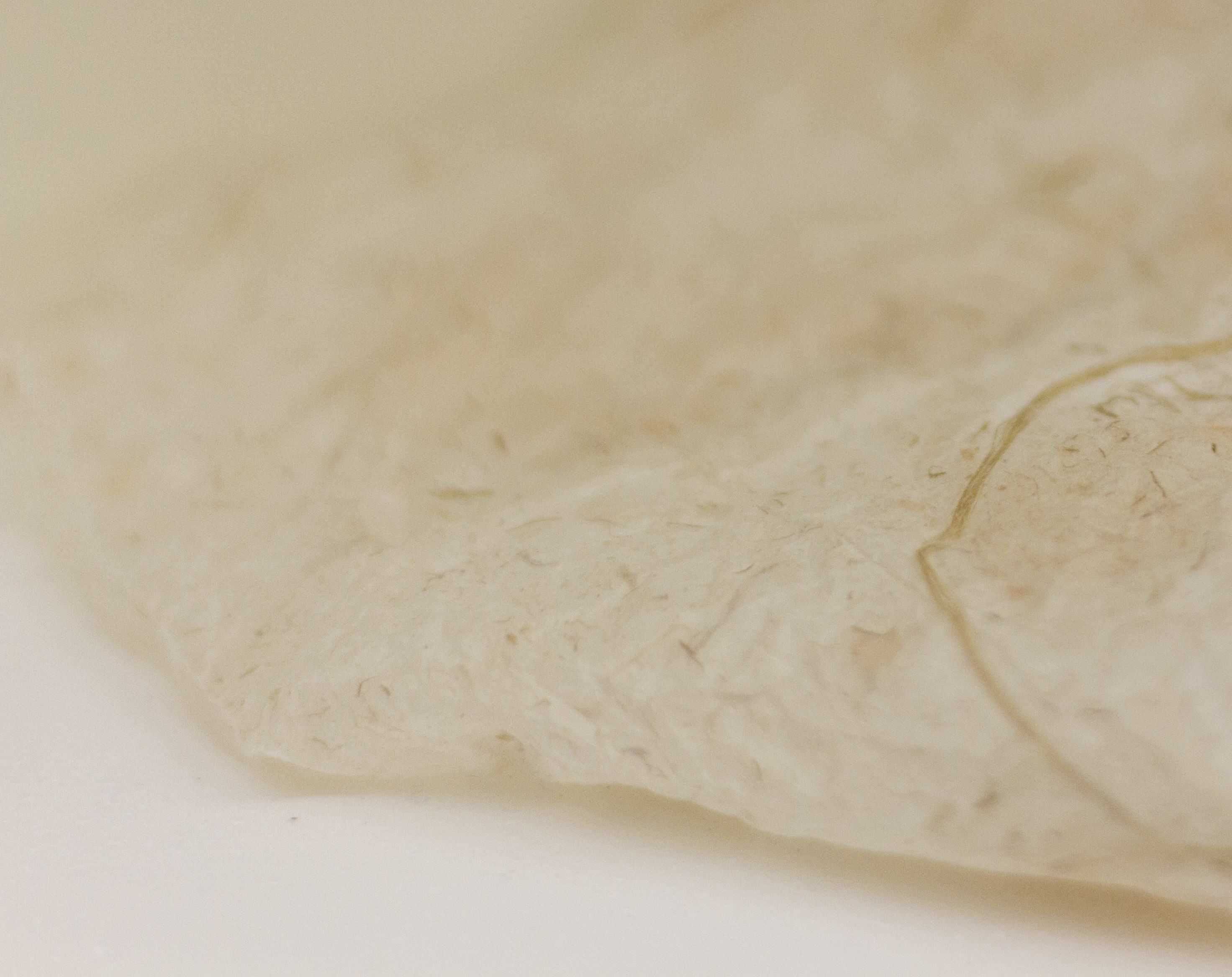 Fond papier